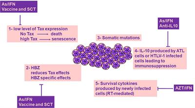 Frontiers | Interplay Between Innate Immunity And The Viral ...